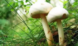 蘑菇吃瓜料爆料可信吗,可信度分析揭秘