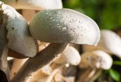 蘑菇吃瓜料爆料可信吗,可信度分析揭秘