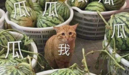 大瓜爆料有小孩可以吃吗